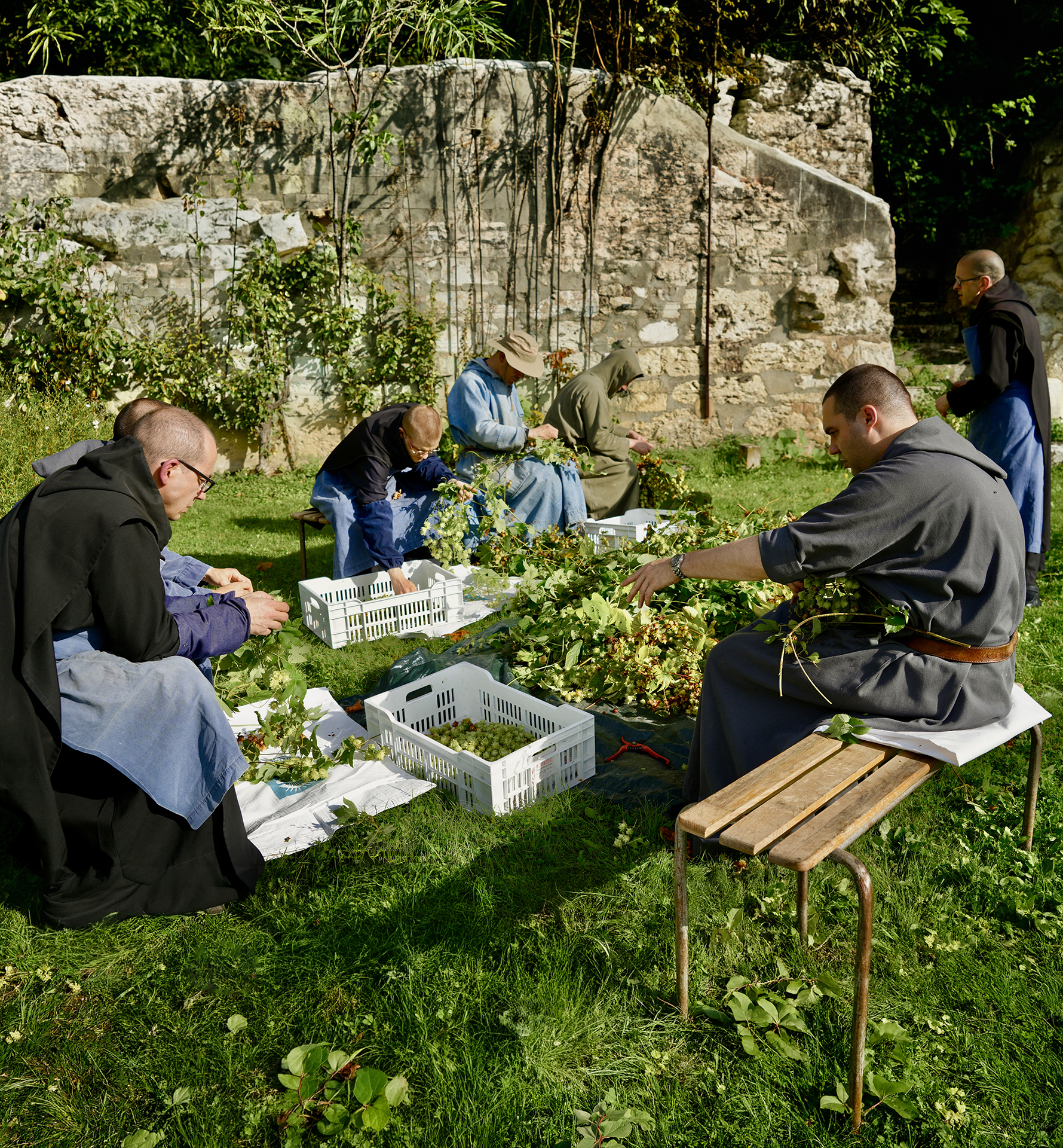 Moines de l’abbaye préparant le houblon